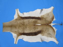 39" x 27" African Springbok Skin, Springbok Hide for Sale- Buy this one for $64.99