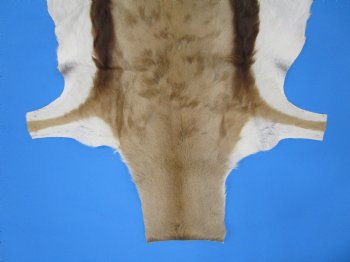 39" x 27" African Springbok Skin, Springbok Hide for Sale- Buy this one for $64.99