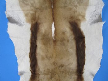 39" x 27" African Springbok Skin, Springbok Hide for Sale- Buy this one for $64.99