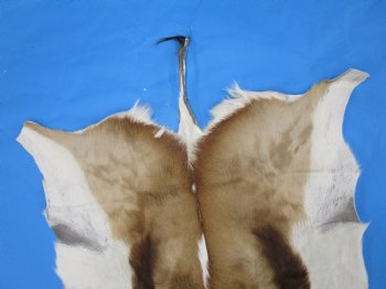 39" x 27" African Springbok Skin, Springbok Hide for Sale- Buy this one for $64.99