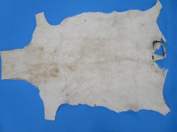 39" x 27" African Springbok Skin, Springbok Hide for Sale- Buy this one for $64.99