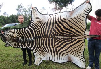 102" x 75" Real Burchelli Zebra Skin Rug with Black Felt Backing, Grade A, ( DELIVERY SIGNATURE REQUIRED) - Buy this one for $1250.00