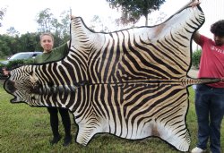 102" x 75" Real Burchelli Zebra Skin Rug with Black Felt Backing, Grade A, ( DELIVERY SIGNATURE REQUIRED) - Buy this one for $1250.00