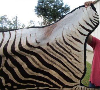 102" x 75" Real Burchelli Zebra Skin Rug with Black Felt Backing, Grade A, ( DELIVERY SIGNATURE REQUIRED) - Buy this one for $1250.00