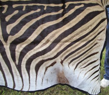 102" x 75" Real Burchelli Zebra Skin Rug with Black Felt Backing, Grade A, ( DELIVERY SIGNATURE REQUIRED) - Buy this one for $1250.00