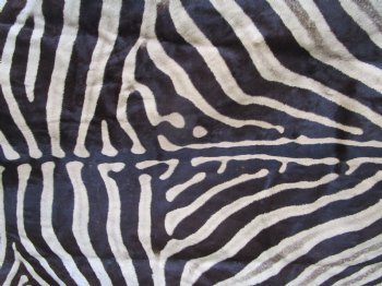102" x 75" Real Burchelli Zebra Skin Rug with Black Felt Backing, Grade A, ( DELIVERY SIGNATURE REQUIRED) - Buy this one for $1250.00