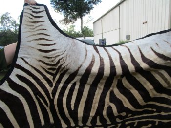 102" x 75" Real Burchelli Zebra Skin Rug with Black Felt Backing, Grade A, ( DELIVERY SIGNATURE REQUIRED) - Buy this one for $1250.00