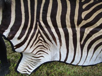102" x 75" Real Burchelli Zebra Skin Rug with Black Felt Backing, Grade A, ( DELIVERY SIGNATURE REQUIRED) - Buy this one for $1250.00