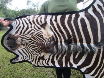 102" x 75" Real Burchelli Zebra Skin Rug with Black Felt Backing, Grade A, ( DELIVERY SIGNATURE REQUIRED) - Buy this one for $1250.00