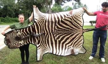 101" x 61-3/4" Real  Zebra Skin Rug with Black Felt Backing, Grade A, (SHIPPED UPS SIGNATURE REQUIRED) - Buy this one for $1250.00