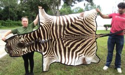 101" x 61-3/4" Real  Zebra Skin Rug with Black Felt Backing, Grade A, (SHIPPED UPS SIGNATURE REQUIRED) - Buy this one for $1250.00