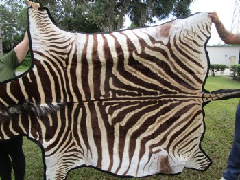 101" x 61-3/4" Real  Zebra Skin Rug with Black Felt Backing, Grade A, (SHIPPED UPS SIGNATURE REQUIRED) - Buy this one for $1250.00