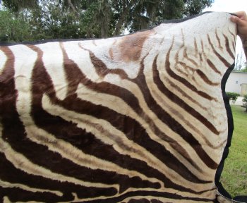 101" x 61-3/4" Real  Zebra Skin Rug with Black Felt Backing, Grade A, (SHIPPED UPS SIGNATURE REQUIRED) - Buy this one for $1250.00