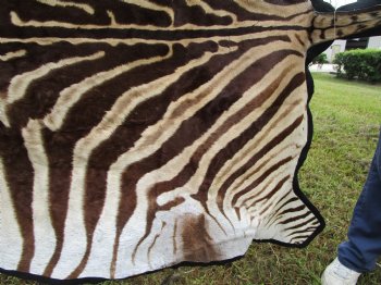 101" x 61-3/4" Real  Zebra Skin Rug with Black Felt Backing, Grade A, (SHIPPED UPS SIGNATURE REQUIRED) - Buy this one for $1250.00
