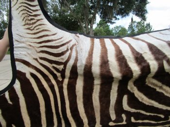 101" x 61-3/4" Real  Zebra Skin Rug with Black Felt Backing, Grade A, (SHIPPED UPS SIGNATURE REQUIRED) - Buy this one for $1250.00
