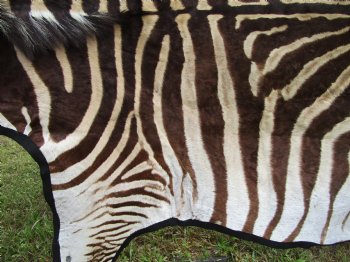 101" x 61-3/4" Real  Zebra Skin Rug with Black Felt Backing, Grade A, (SHIPPED UPS SIGNATURE REQUIRED) - Buy this one for $1250.00