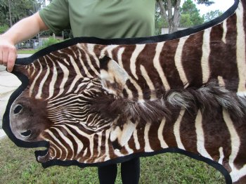 101" x 61-3/4" Real  Zebra Skin Rug with Black Felt Backing, Grade A, (SHIPPED UPS SIGNATURE REQUIRED) - Buy this one for $1250.00