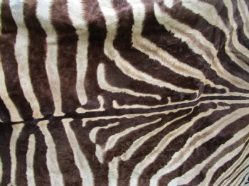 101" x 61-3/4" Real  Zebra Skin Rug with Black Felt Backing, Grade A, (SHIPPED UPS SIGNATURE REQUIRED) - Buy this one for $1250.00