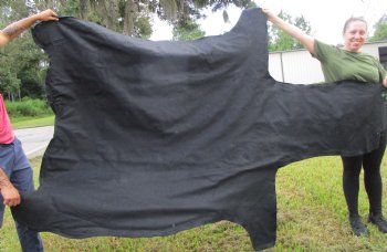 101" x 61-3/4" Real  Zebra Skin Rug with Black Felt Backing, Grade A, (SHIPPED UPS SIGNATURE REQUIRED) - Buy this one for $1250.00