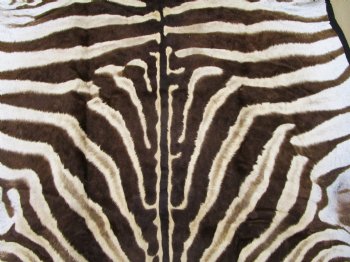 101" x 61-3/4" Real  Zebra Skin Rug with Black Felt Backing, Grade A, (SHIPPED UPS SIGNATURE REQUIRED) - Buy this one for $1250.00