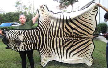 96" x 72" Authentic Zebra Skin Rug with Black Felt Backing, Grade B Quality - Buy this one for $994.99 (SHIPPED UPS SIGNATURE REQUIRED)