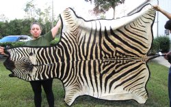 96" x 72" Authentic Zebra Skin Rug with Black Felt Backing, Grade B Quality - Buy this one for $994.99 (SHIPPED UPS SIGNATURE REQUIRED)