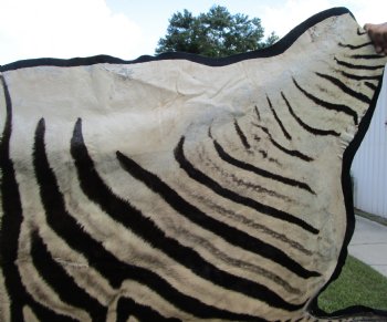 96" x 72" Authentic Zebra Skin Rug with Black Felt Backing, Grade B Quality - Buy this one for $994.99 (SHIPPED UPS SIGNATURE REQUIRED)
