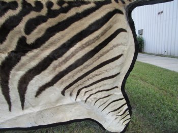 96" x 72" Authentic Zebra Skin Rug with Black Felt Backing, Grade B Quality - Buy this one for $994.99 (SHIPPED UPS SIGNATURE REQUIRED)