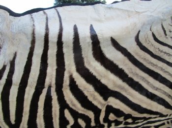 96" x 72" Authentic Zebra Skin Rug with Black Felt Backing, Grade B Quality - Buy this one for $994.99 (SHIPPED UPS SIGNATURE REQUIRED)