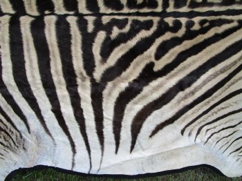 96" x 72" Authentic Zebra Skin Rug with Black Felt Backing, Grade B Quality - Buy this one for $994.99 (SHIPPED UPS SIGNATURE REQUIRED)