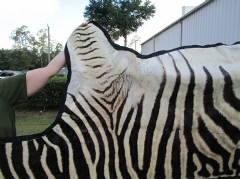 96" x 72" Authentic Zebra Skin Rug with Black Felt Backing, Grade B Quality - Buy this one for $994.99 (SHIPPED UPS SIGNATURE REQUIRED)