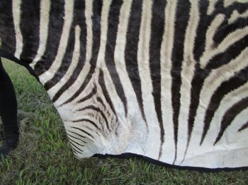 96" x 72" Authentic Zebra Skin Rug with Black Felt Backing, Grade B Quality - Buy this one for $994.99 (SHIPPED UPS SIGNATURE REQUIRED)