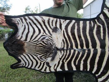 96" x 72" Authentic Zebra Skin Rug with Black Felt Backing, Grade B Quality - Buy this one for $994.99 (SHIPPED UPS SIGNATURE REQUIRED)