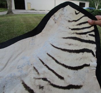 96" x 72" Authentic Zebra Skin Rug with Black Felt Backing, Grade B Quality - Buy this one for $994.99 (SHIPPED UPS SIGNATURE REQUIRED)