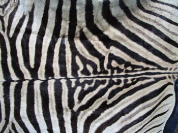 96" x 72" Authentic Zebra Skin Rug with Black Felt Backing, Grade B Quality - Buy this one for $994.99 (SHIPPED UPS SIGNATURE REQUIRED)