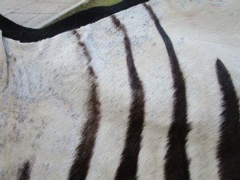 96" x 72" Authentic Zebra Skin Rug with Black Felt Backing, Grade B Quality - Buy this one for $994.99 (SHIPPED UPS SIGNATURE REQUIRED)
