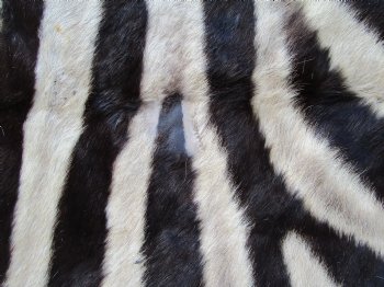 96" x 72" Authentic Zebra Skin Rug with Black Felt Backing, Grade B Quality - Buy this one for $994.99 (SHIPPED UPS SIGNATURE REQUIRED)