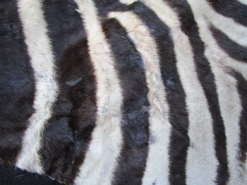 96" x 72" Authentic Zebra Skin Rug with Black Felt Backing, Grade B Quality - Buy this one for $994.99 (SHIPPED UPS SIGNATURE REQUIRED)
