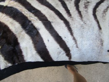 96" x 72" Authentic Zebra Skin Rug with Black Felt Backing, Grade B Quality - Buy this one for $994.99 (SHIPPED UPS SIGNATURE REQUIRED)