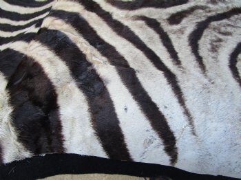 96" x 72" Authentic Zebra Skin Rug with Black Felt Backing, Grade B Quality - Buy this one for $994.99 (SHIPPED UPS SIGNATURE REQUIRED)