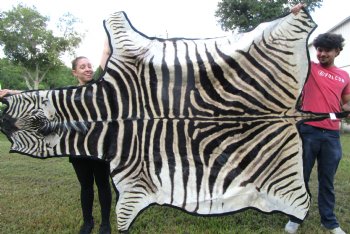 103" x 71" Authentic Zebra Skin Rug with Black Felt Backing, Grade B Quality - Buy this one for $994.99 (SHIPPED UPS SIGNATURE REQUIRED)
