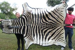 103" x 71" Authentic Zebra Skin Rug with Black Felt Backing, Grade B Quality - Buy this one for $994.99 (SHIPPED UPS SIGNATURE REQUIRED)
