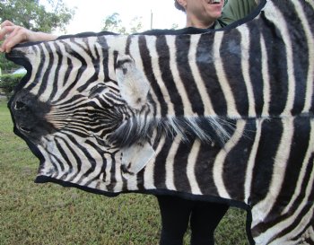 103" x 71" Authentic Zebra Skin Rug with Black Felt Backing, Grade B Quality - Buy this one for $994.99 (SHIPPED UPS SIGNATURE REQUIRED)