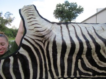 103" x 71" Authentic Zebra Skin Rug with Black Felt Backing, Grade B Quality - Buy this one for $994.99 (SHIPPED UPS SIGNATURE REQUIRED)