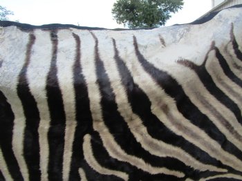 103" x 71" Authentic Zebra Skin Rug with Black Felt Backing, Grade B Quality - Buy this one for $994.99 (SHIPPED UPS SIGNATURE REQUIRED)