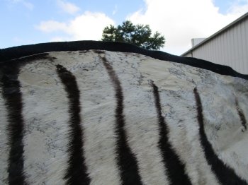 103" x 71" Authentic Zebra Skin Rug with Black Felt Backing, Grade B Quality - Buy this one for $994.99 (SHIPPED UPS SIGNATURE REQUIRED)