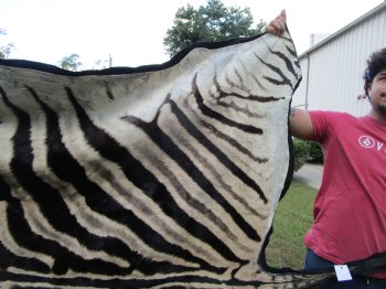 103" x 71" Authentic Zebra Skin Rug with Black Felt Backing, Grade B Quality - Buy this one for $994.99 (SHIPPED UPS SIGNATURE REQUIRED)