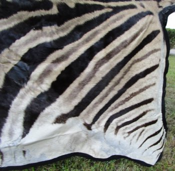 103" x 71" Authentic Zebra Skin Rug with Black Felt Backing, Grade B Quality - Buy this one for $994.99 (SHIPPED UPS SIGNATURE REQUIRED)