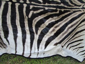 103" x 71" Authentic Zebra Skin Rug with Black Felt Backing, Grade B Quality - Buy this one for $994.99 (SHIPPED UPS SIGNATURE REQUIRED)
