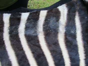 103" x 71" Authentic Zebra Skin Rug with Black Felt Backing, Grade B Quality - Buy this one for $994.99 (SHIPPED UPS SIGNATURE REQUIRED)